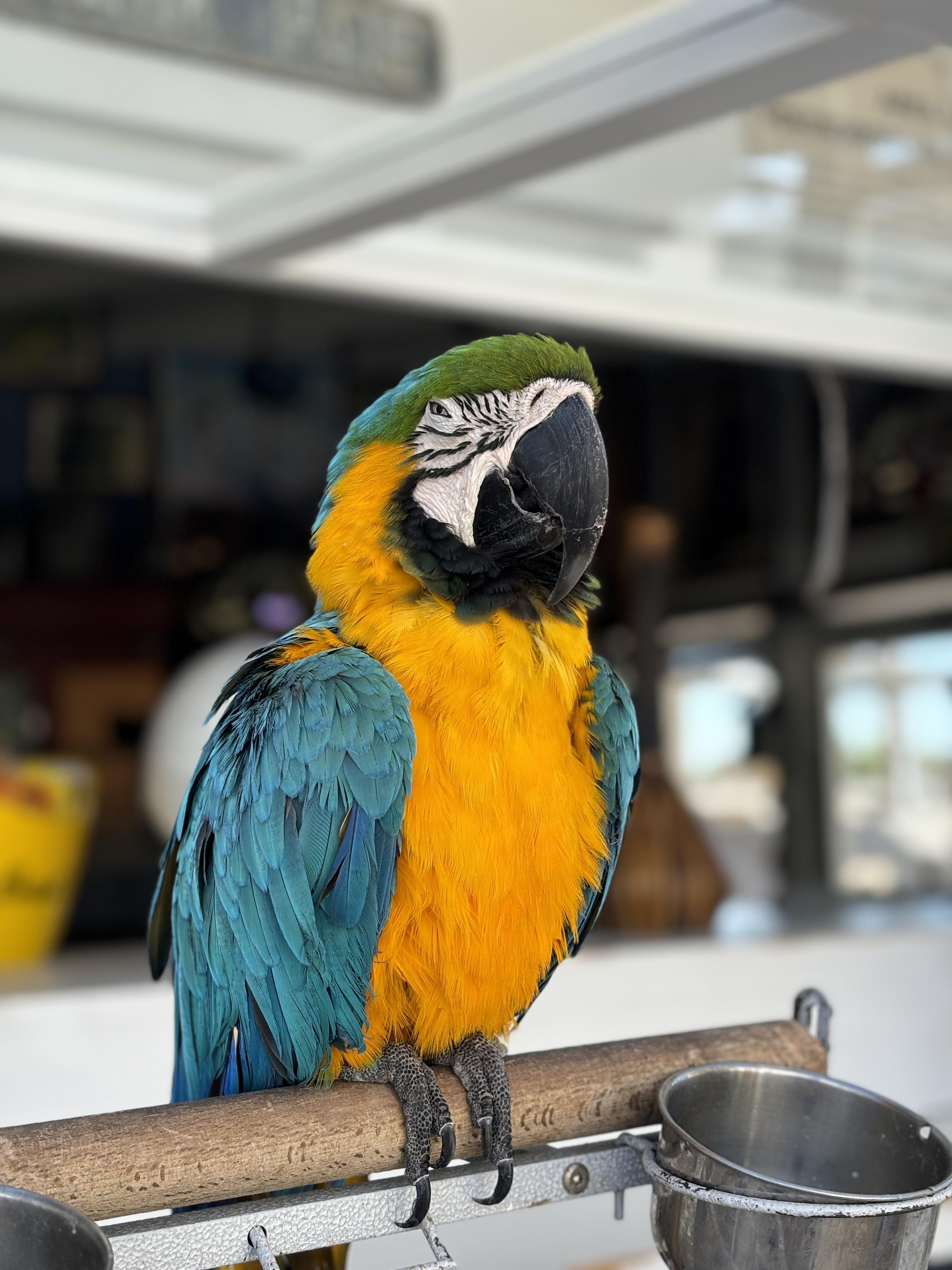 Blue-and-yellow macaw parrot at a seaside bar
