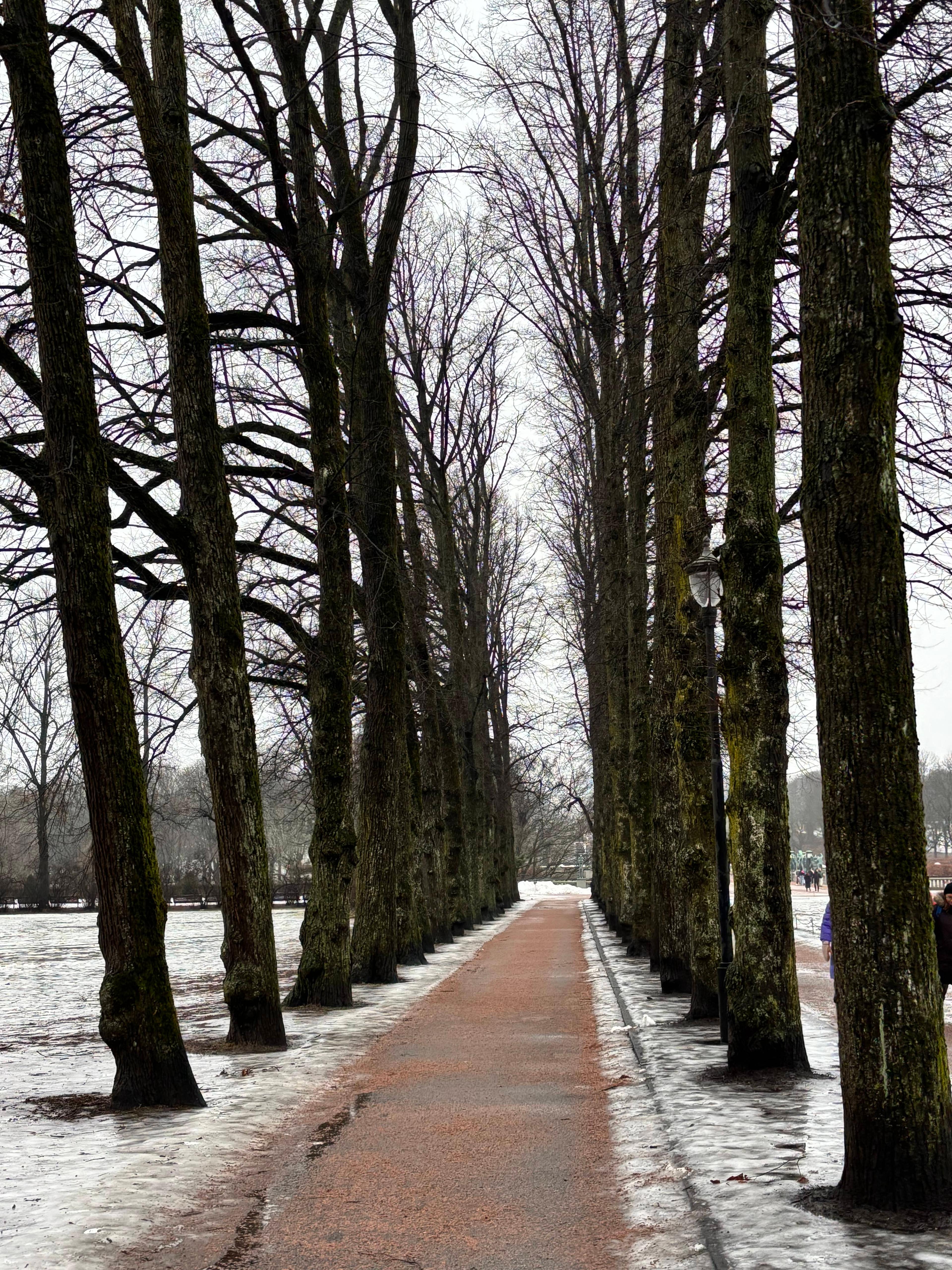 Bare win ter trees lining a park path