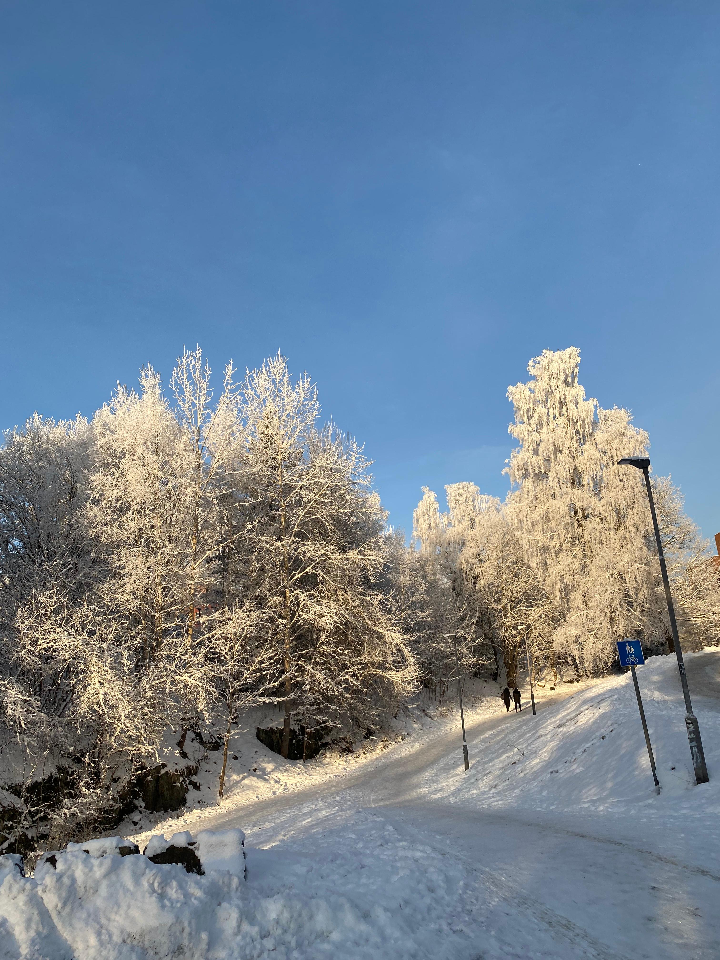 Frost-covered trees glowing white against a blue winter sky